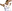 Belligol